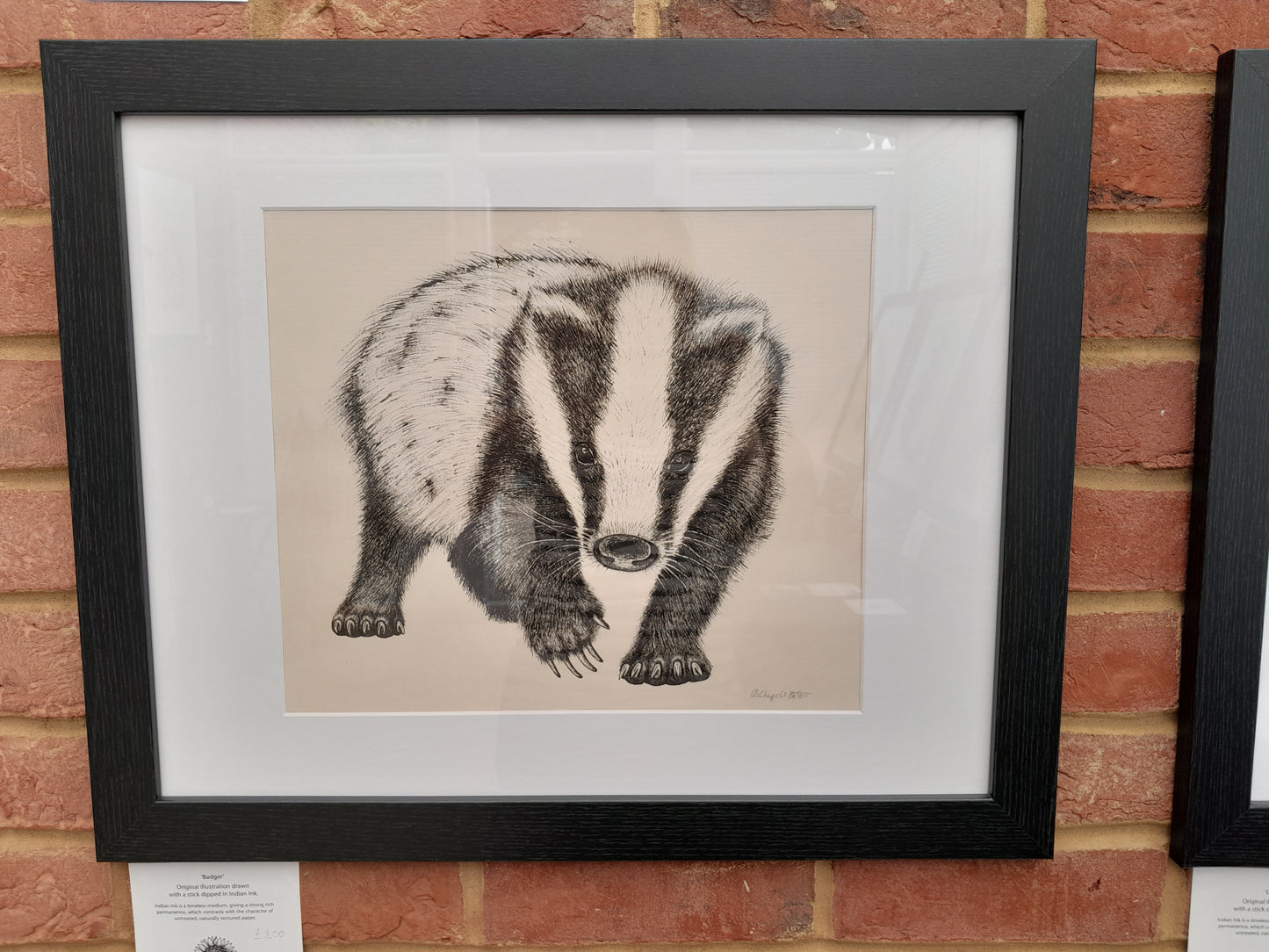 Original Ink Drawing - Badger