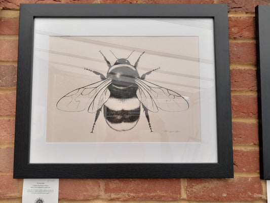 Original Ink Drawing - Bumble Bee