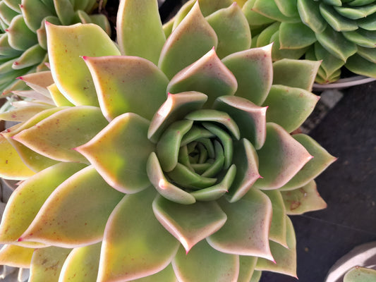 Botanical Sketchbook Club - Sept, Oct, Nov 2024