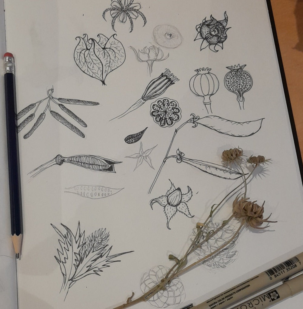 Botanical Sketchbook