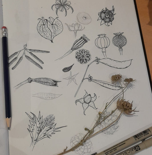 Botanical Sketchbook Club - Seed Heads - 6th February 2024