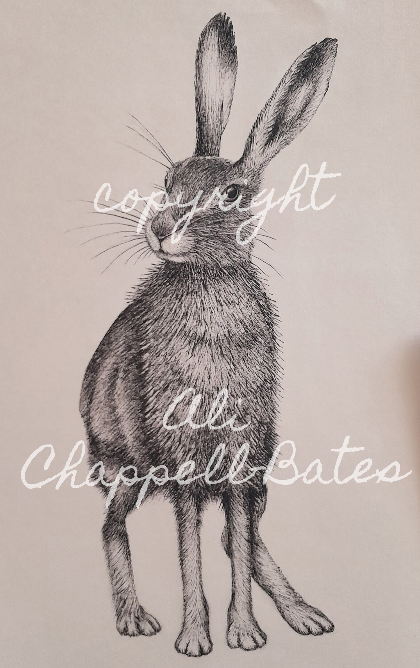 Original Ink Drawing - Hare