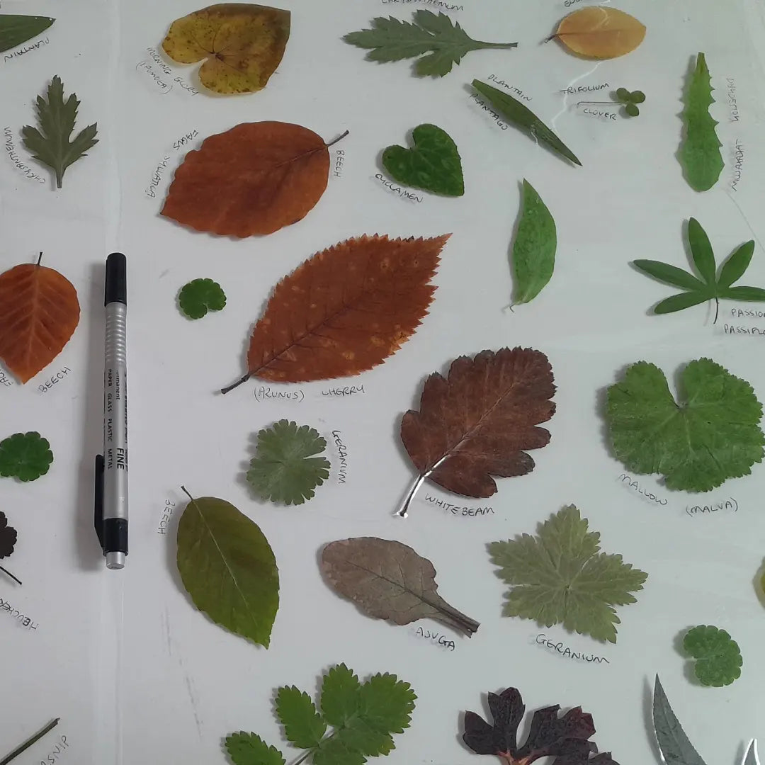 Botanical Sketchbook Club - Sept, Oct, Nov 2024