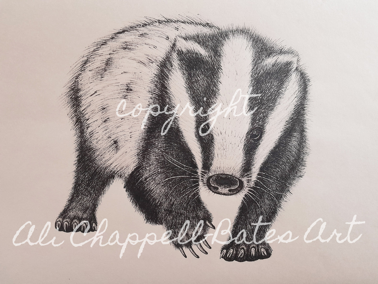 Original Ink Drawing - Badger