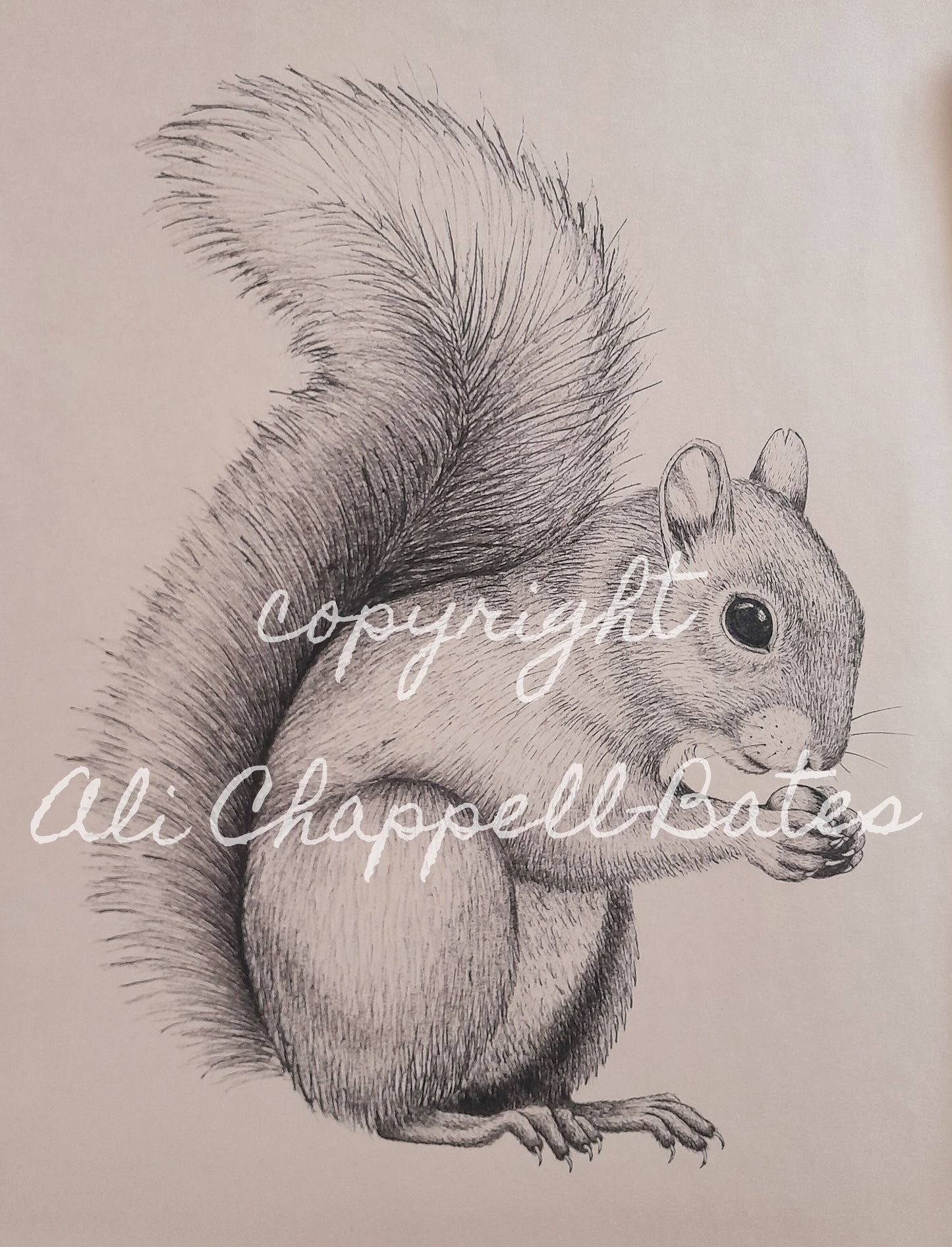 Original Ink Drawing - Squirrel