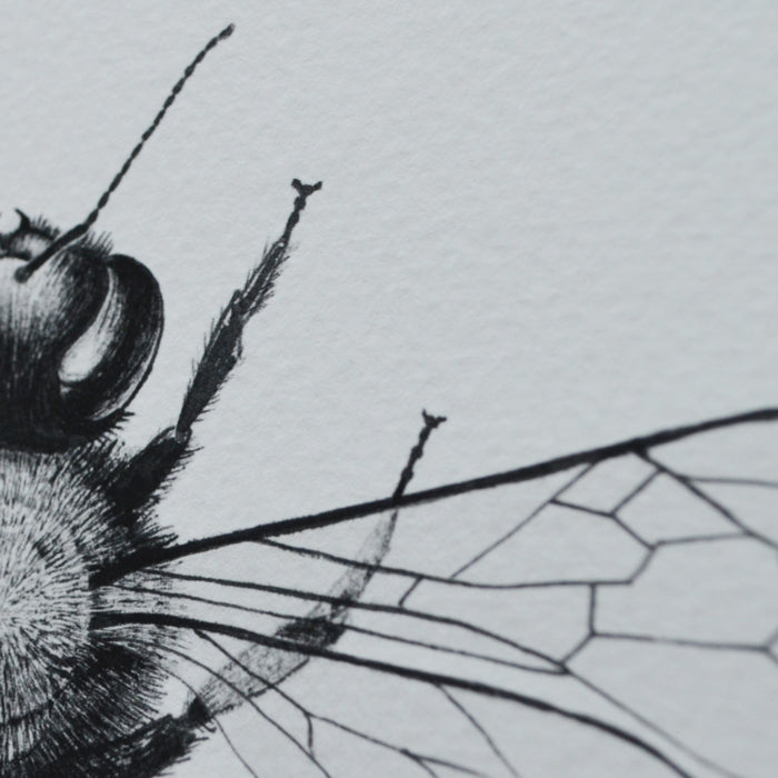 Framed Honey Bee print.