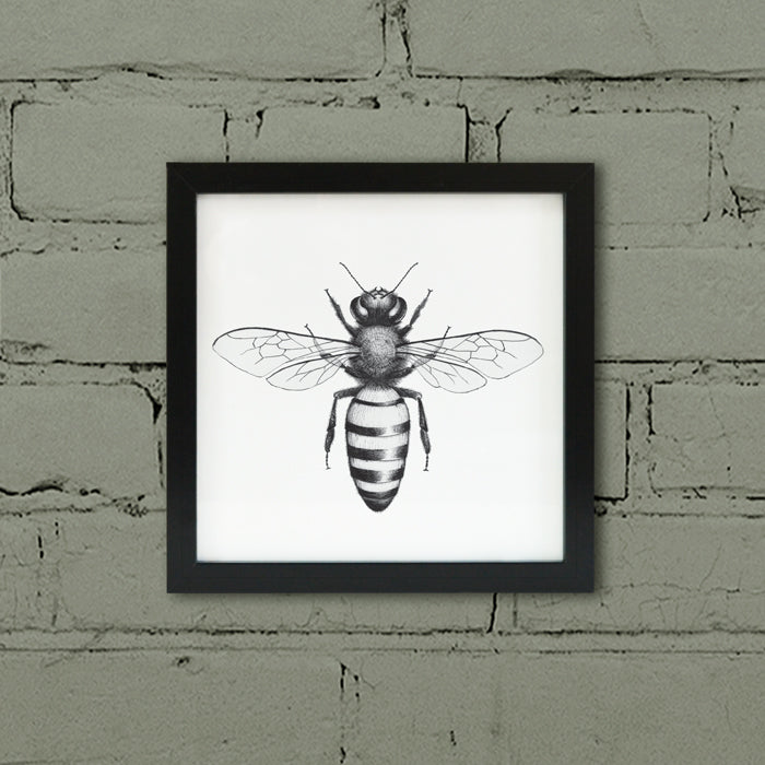 Framed Honey Bee print.