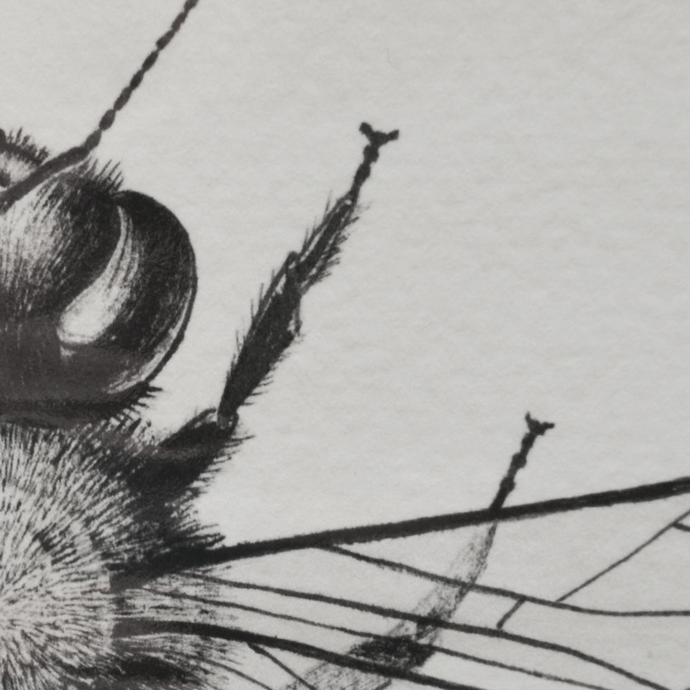 Honey Bee art print.