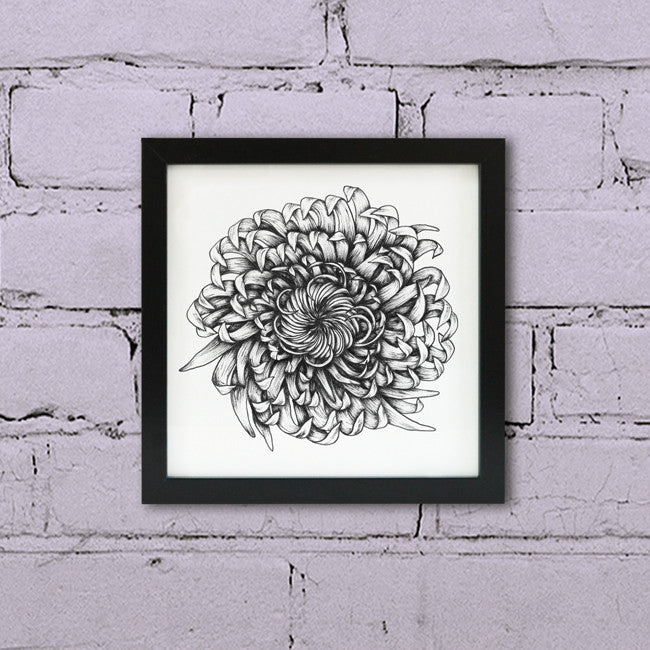 Framed Chrysanthemum ink illustration