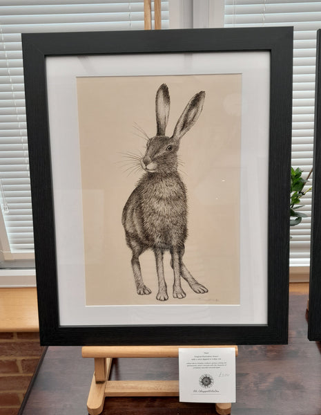 Original Ink Drawing - Hare