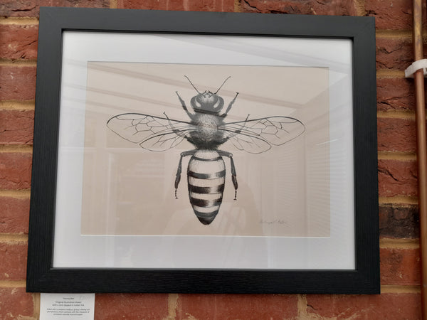 Original Ink Drawing - Honey Bee