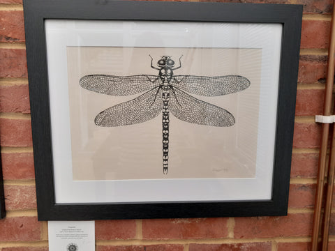 Original Ink Drawing - Dragonfly