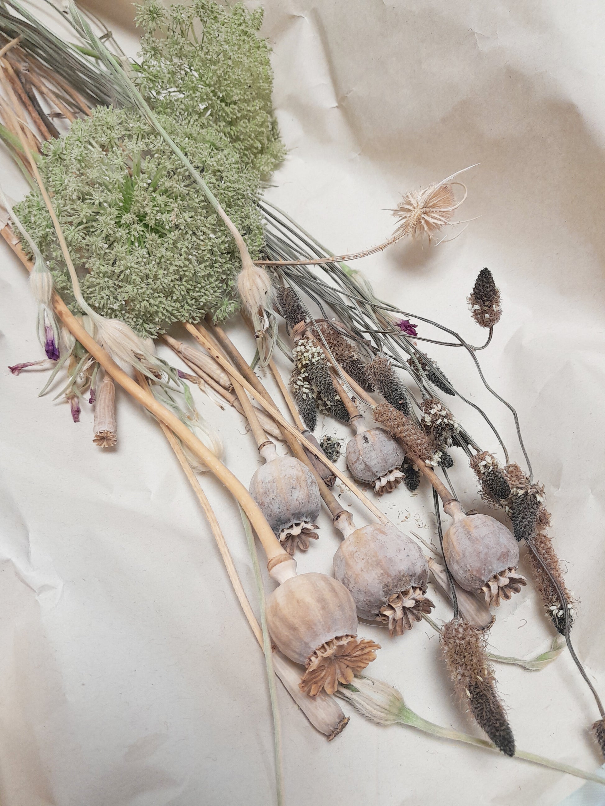 Dried flowers and herbs on a textured surface