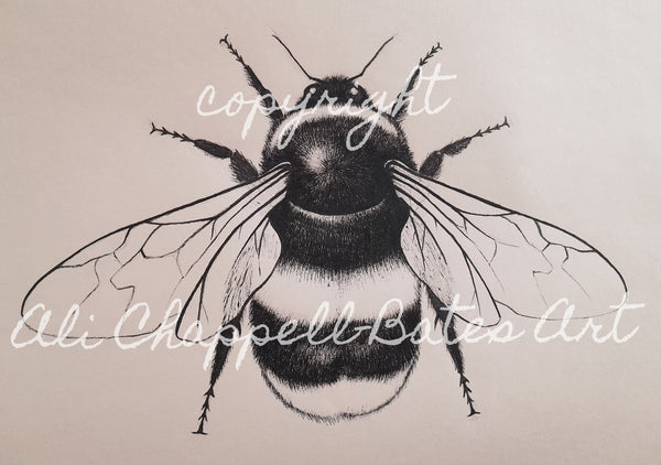 Original Ink Drawing - Bumble Bee