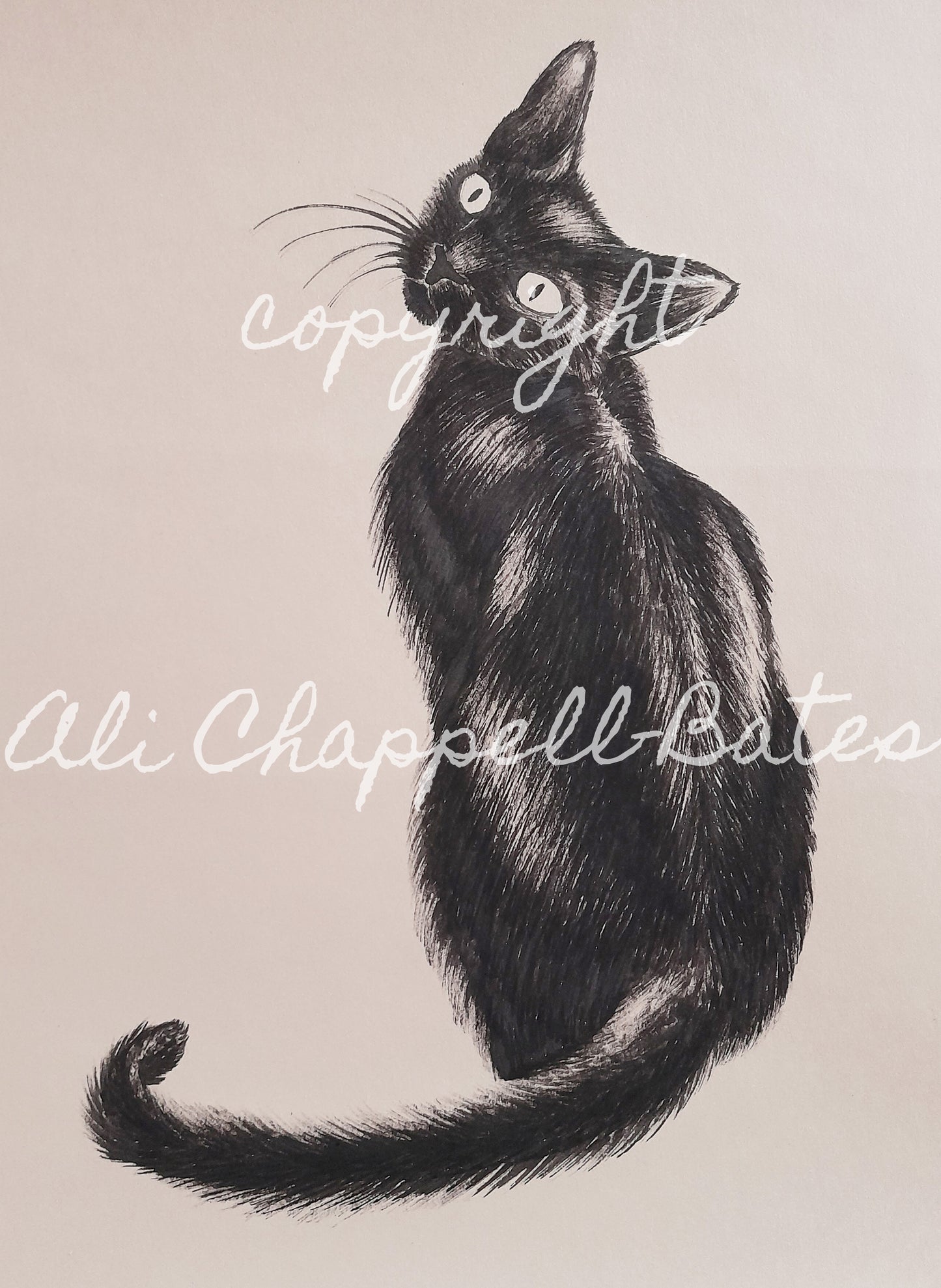 Original Ink Drawing - Cat