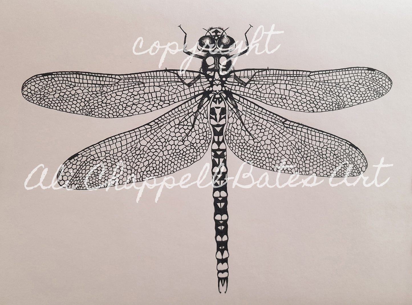 Original Ink Drawing - Dragonfly