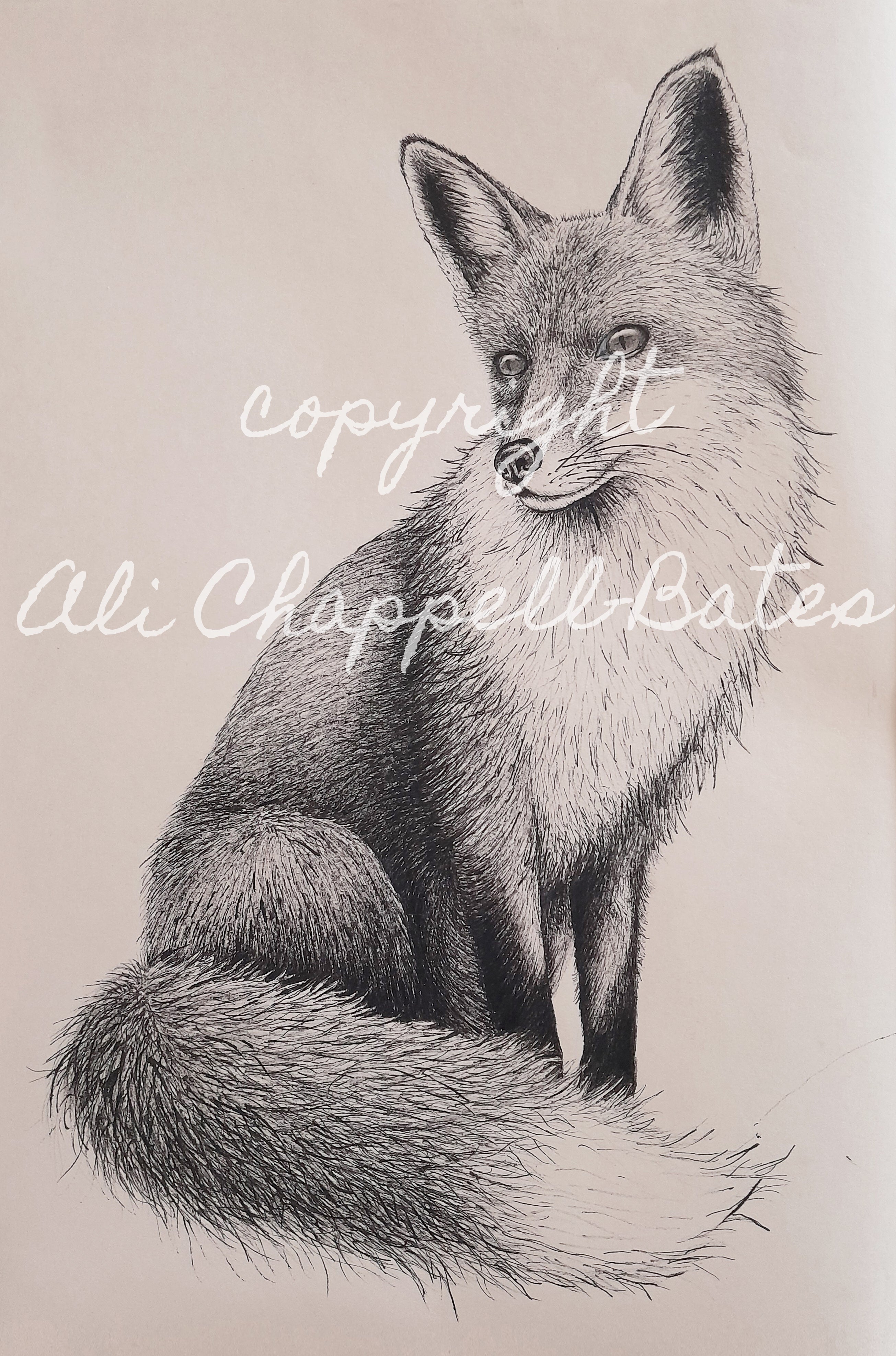 Original ballpoint pen top ink drawing of a fox