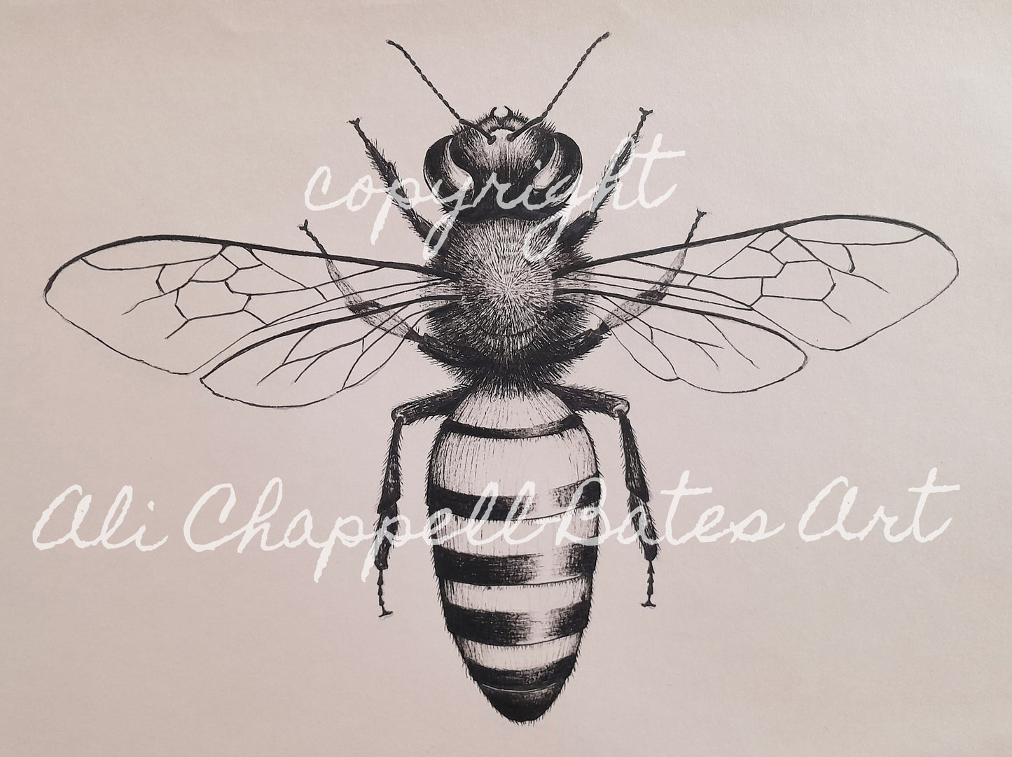 Original Ink Drawing - Honey Bee