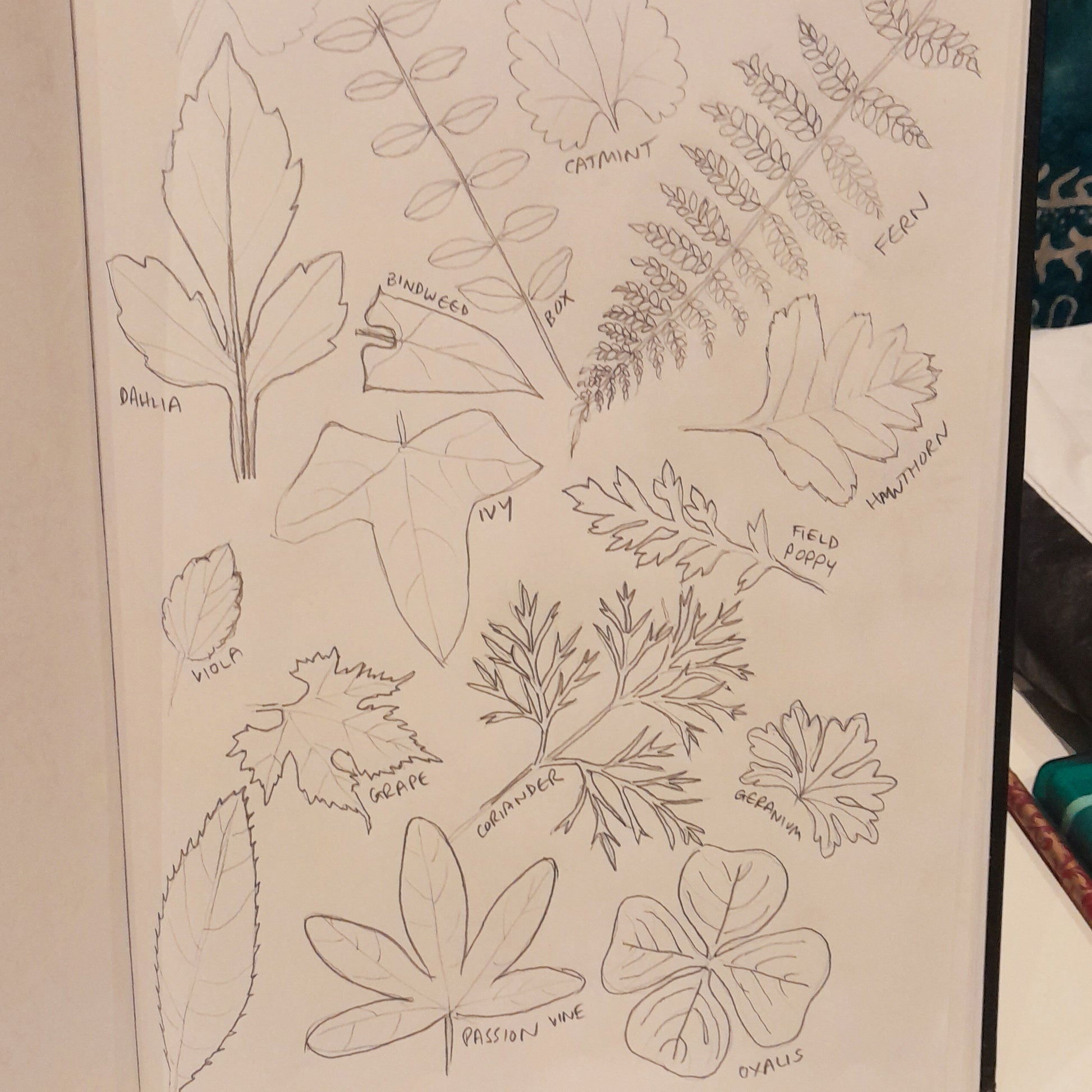 Botanical Sketchbook