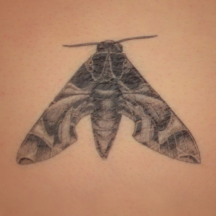 Oelander Hawk Moth temporary tattoo