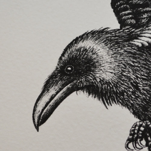Raven art print.