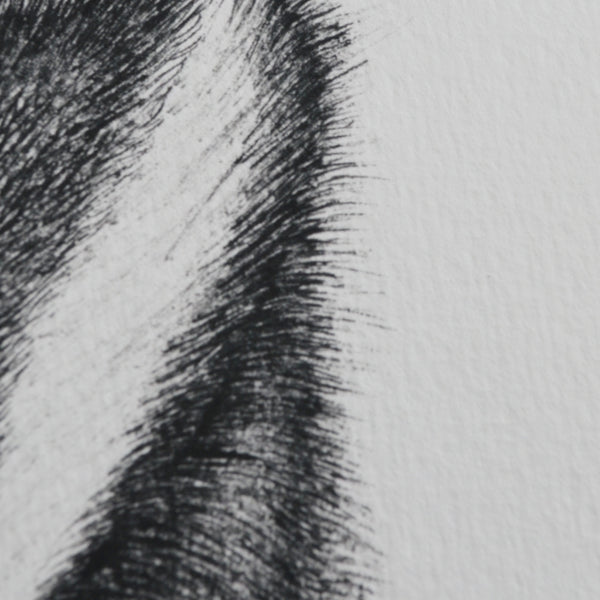 Badger art print.