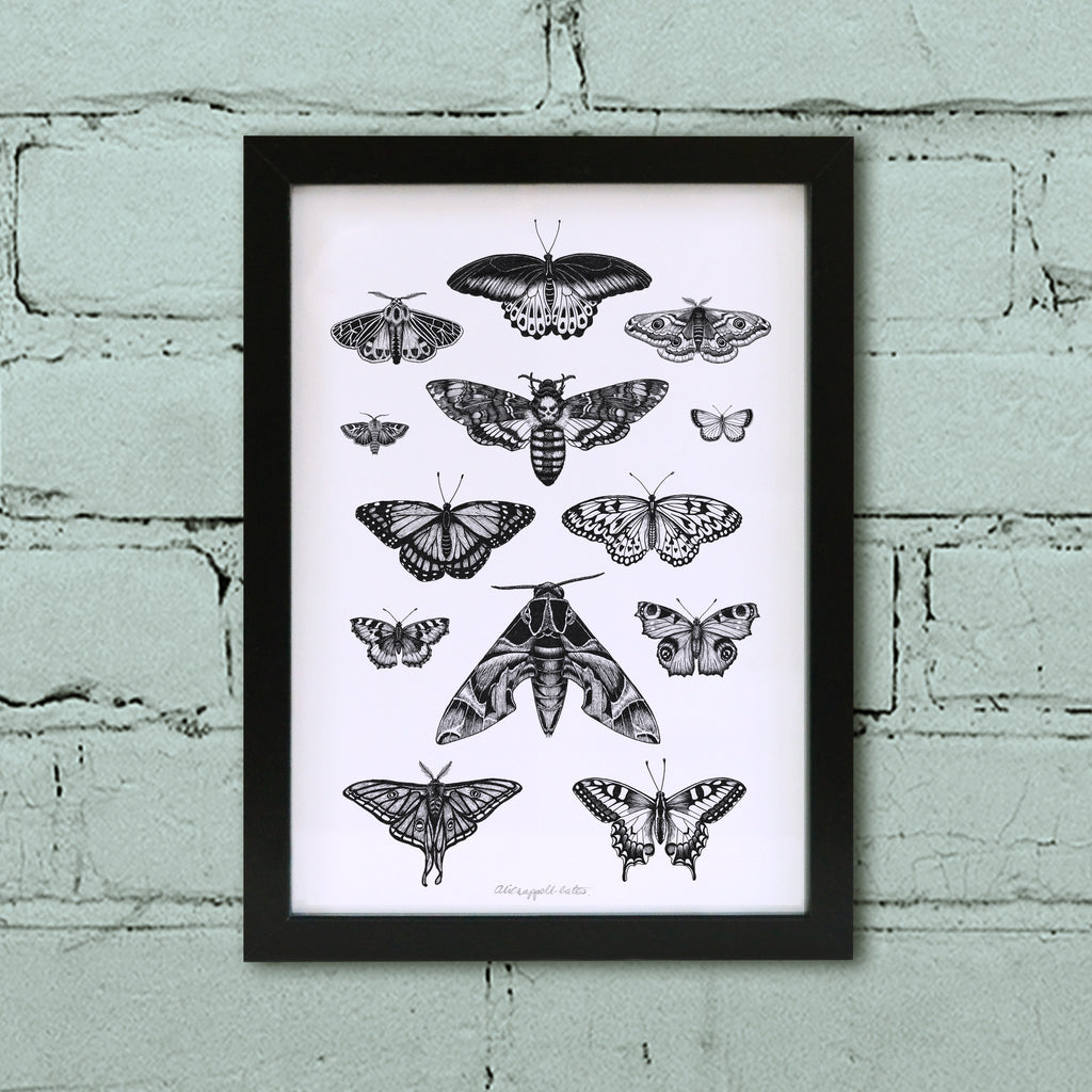 Moth & Butterfly art print in black frame.