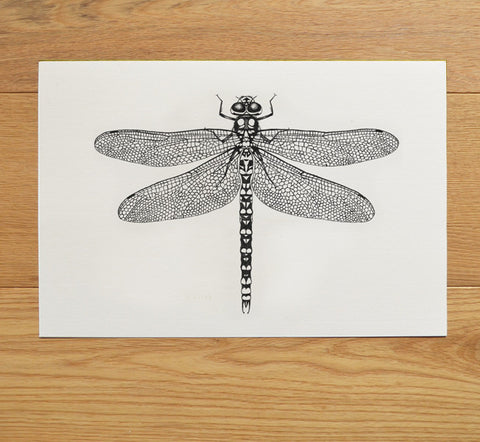 Hawker dragonfly ink illustration
