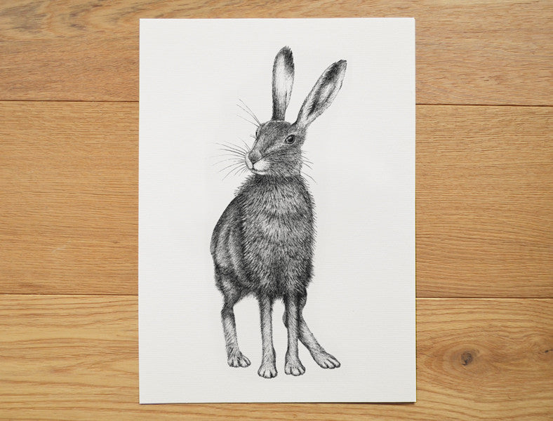 Black hare illustration