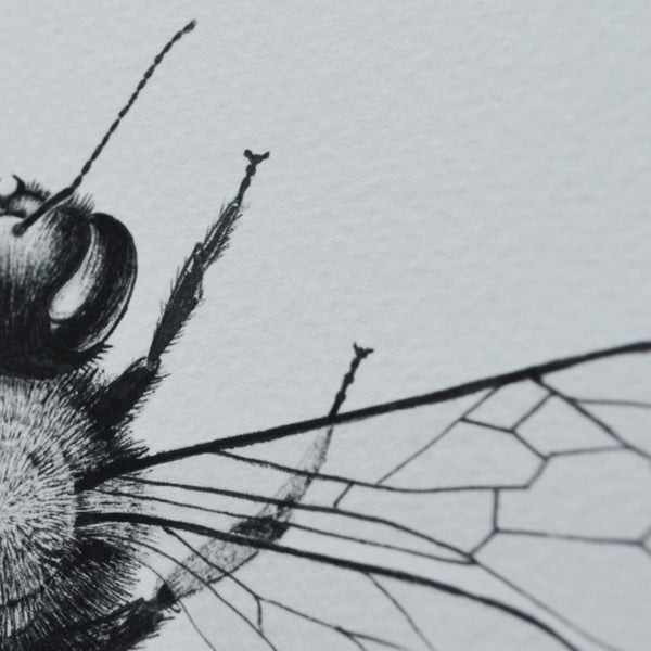 Framed Honey Bee print.