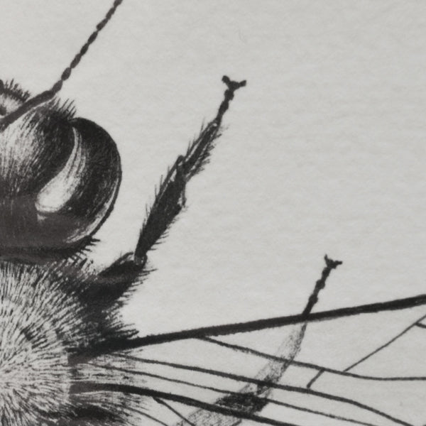 Honey Bee art print.