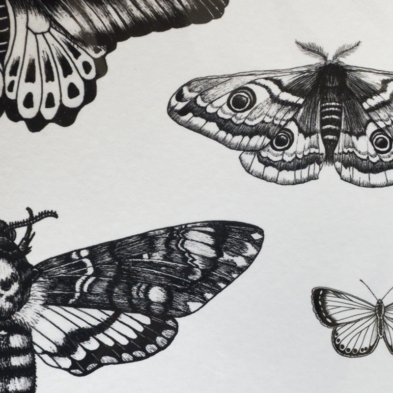 Moths & Butterflies art print.