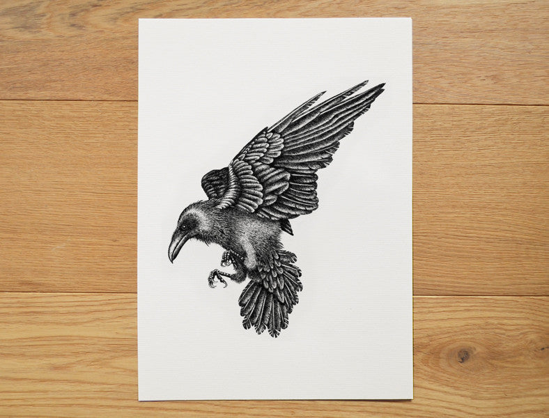 Black raven illustration