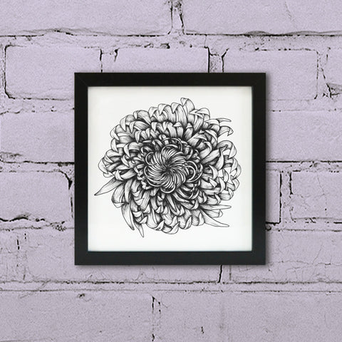 Framed Chrysanthemum ink illustration